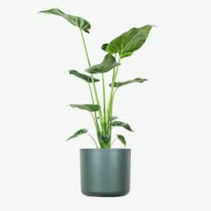 Home plants ecommerce product featured img 17